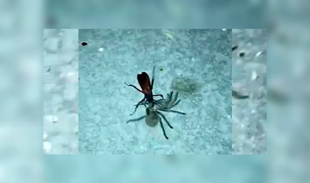 Video es viral en YouTube. Pese a ser más pequeña que la tarántula, la avispa araña pudo matarla y arrastrarla hacia su nido donde la devoraría. Foto: Captura. Video es viral en YouTube. Pese a ser más pequeña que la tarántula, la avispa araña pudo matarla y arrastrarla hacia su nido donde la devoraría. Foto: Captura.