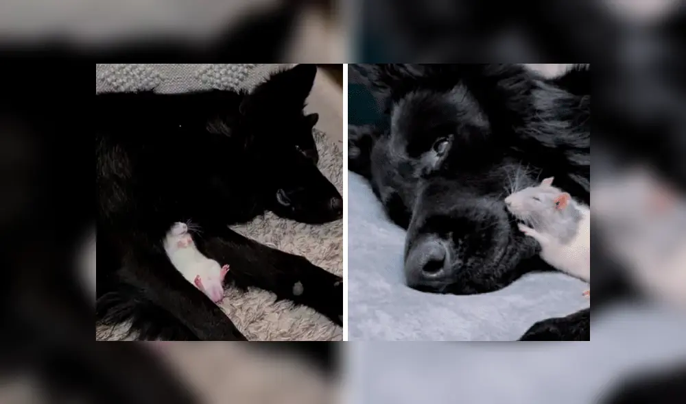 Desliza la imagen de Facebook para ver todas las fotos.