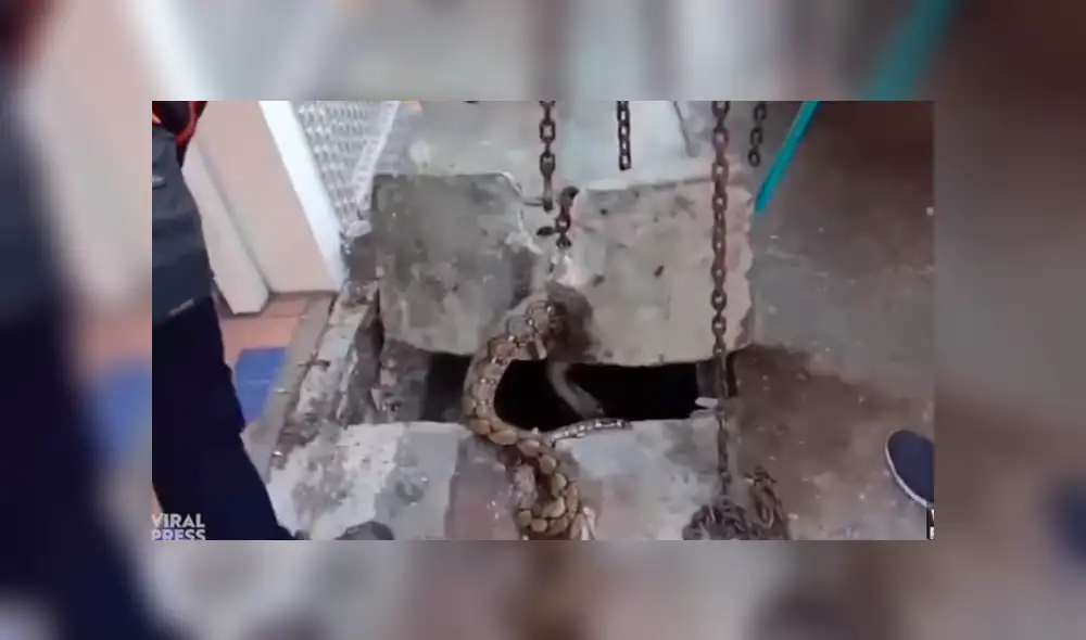 Desliza hacia la izquierda para ver el rescate de una enorme serpiente que se volvió viral en Facebook.