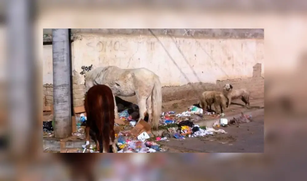 Caballos viven en abandono y se alimentan de basura en Mallasa. Foto: Página Siete Caballos viven en abandono y se alimentan de basura en Mallasa. Foto: Página Siete