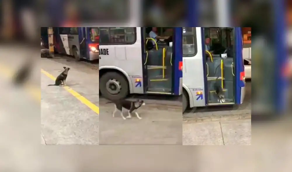 Facebook viral: Perro callejero espera todos los días a chofer de bus para que le comparta su comida [VIDEO]