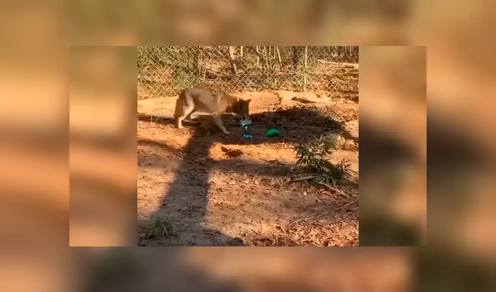 Desliza a la izquierda para ver la tierna reacción de este coyote que ha conmovido a los usuarios de YouTube. Foto: Captura. Desliza a la izquierda para ver la tierna reacción de este coyote que ha conmovido a los usuarios de YouTube. Foto: Captura.