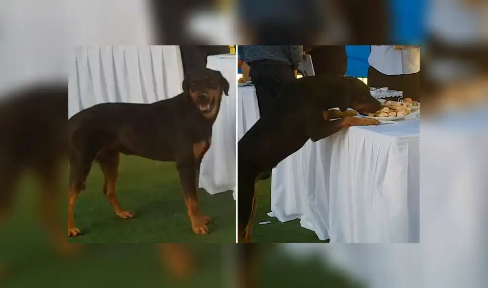 Facebook viral: Perro es protagonista del 'viral del día' al llevarse bocaditos de una boda en Chile [VIDEO]