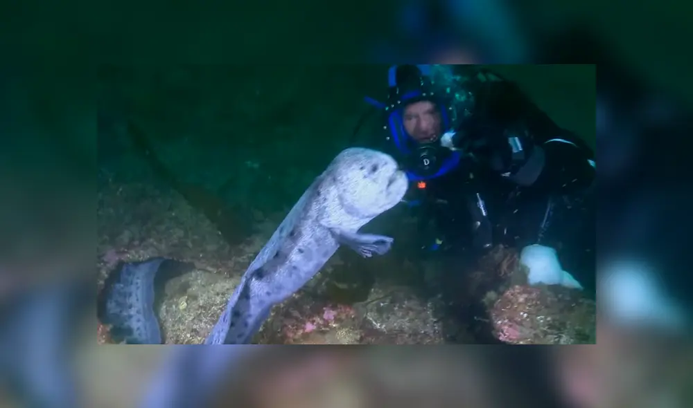YouTube viral: 'monstruo marino' sale de su escondite para aterrar a buzo que estaba en océano [VIDEO]