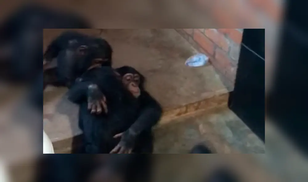 YouTube viral: Bebé chimpancé es rescatado y recibe amorosa bienvenida de sus nuevos amigos YouTube viral: Bebé chimpancé es rescatado y recibe amorosa bienvenida de sus nuevos amigos