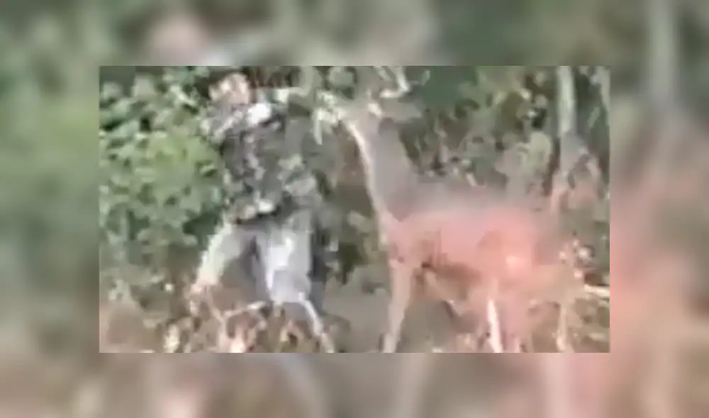 Facebook viral: graban a venado dando paliza a cazador que intentó matarlo [VIDEO]