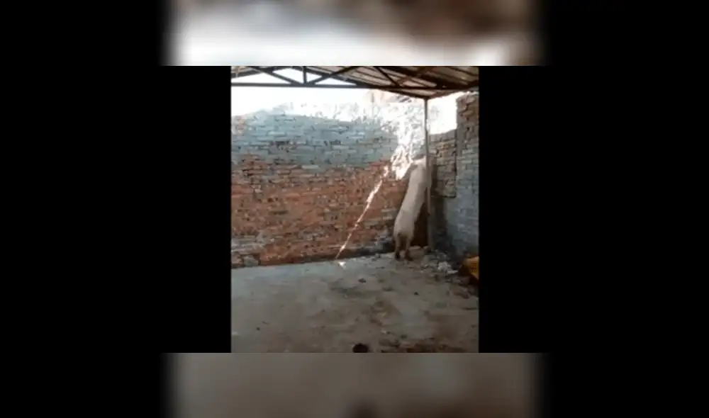 Facebook viral: cerdito intuye que lo matarán para Navidad y decide huir de casa frente a su dueño [VIDEO] 