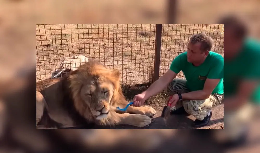 Cuidador ingresa a jaula de león para peinarlo. Foto: Captura.