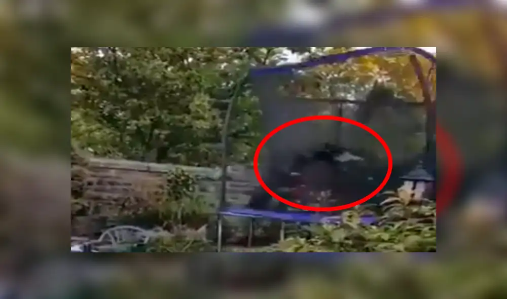 Facebook viral: Familia adopta a perro tímido, lo dejan solo en casa y realiza travesura [VIDEO]