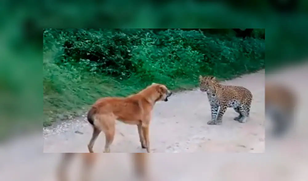 Vía Facebook: perro que fue abandonado por familia es atacado por un feroz otorongo