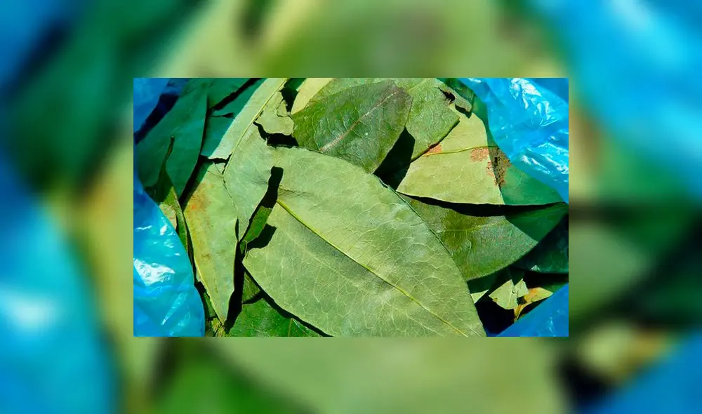 La hoja de coca y sus beneficios