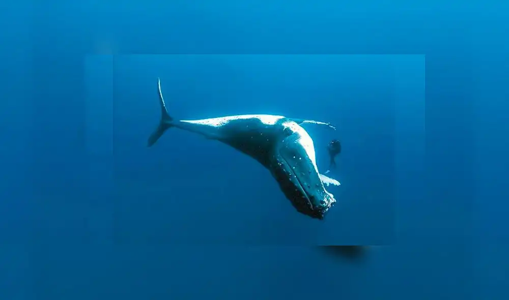 Capturan y matan cruelmente a ballena azul, especie en peligro de extinción