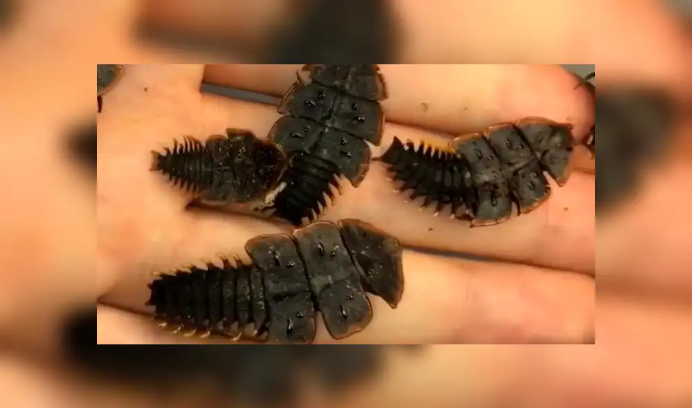 Facebook: investigador descubre “fósil viviente” y su aspecto asombra a miles [VIDEO]