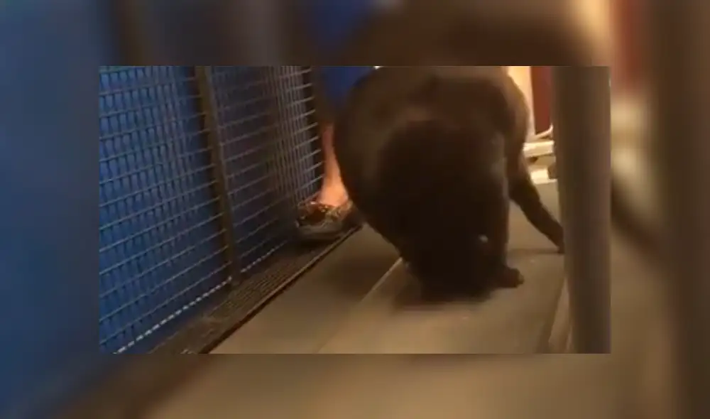 YouTube viral: Gata obesa simula estar muerta para evitar hacer ejercicios y alborota las redes [VIDEO]