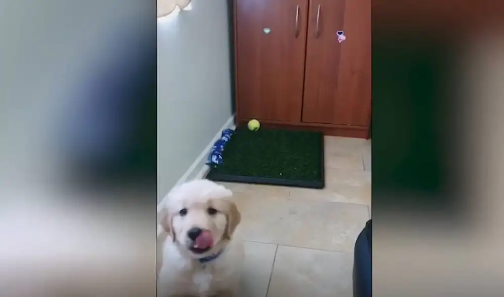 Con apenas cuatro pasos, el perro podrá aprender dónde orinar en tan sol una semana. Foto: Captura/TikTok/@flokigoldy