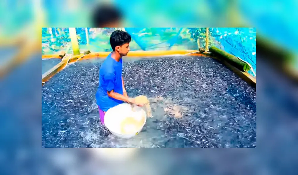 YouTube viral: arroja maíz en desolada piscina y millones de voraces criaturas surgen para devorarlo todo YouTube viral: arroja maíz en desolada piscina y millones de voraces criaturas surgen para devorarlo todo