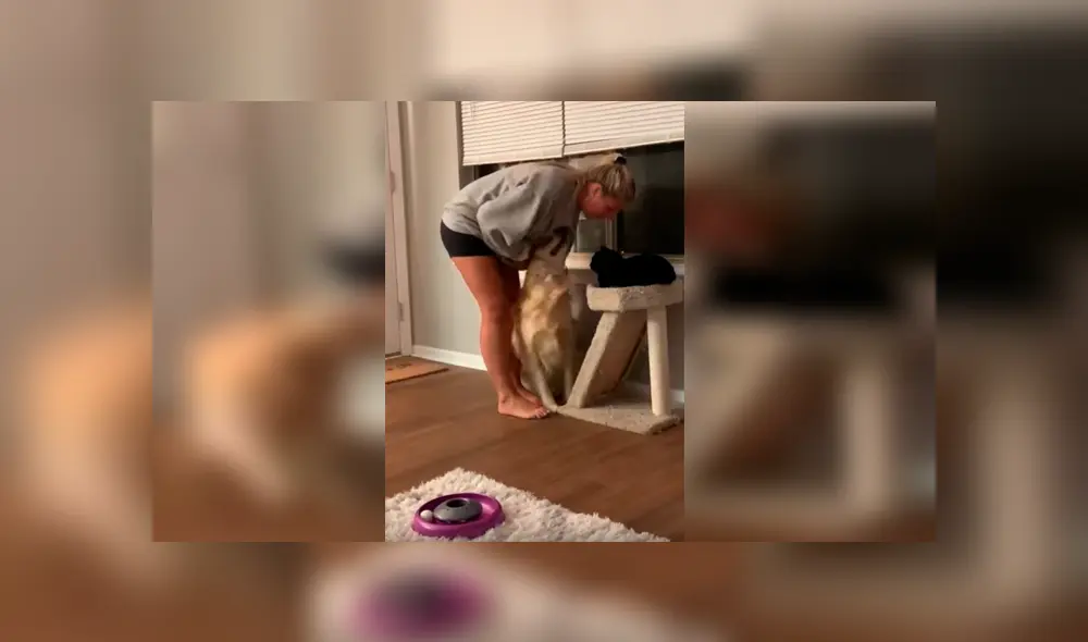 La “celosa” can no soportó que su dueña la ignorara por darle cariño a su otra mascota y su peculiar forma de llamar la atención desató miles de carcajadas en YouTube