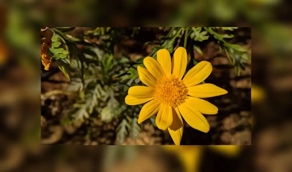 Xiaomi: con esta app puedes mejorar las fotos