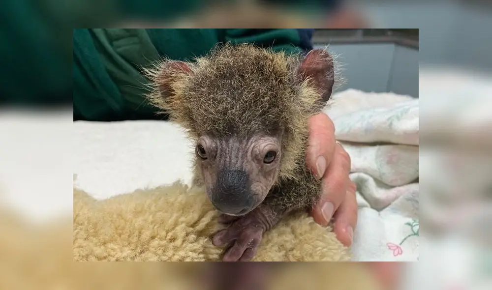 Bebé koala pesaba solo 275 gramos y había perdido la mayor parte de su pelaje. Foto: Difusión.