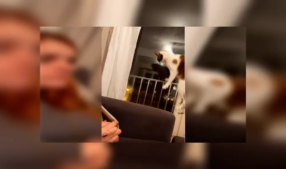 Desliza las imágenes hacia la izquierda para apreciar la reacción de un gato cuando la novia de su dueño lo asustó.