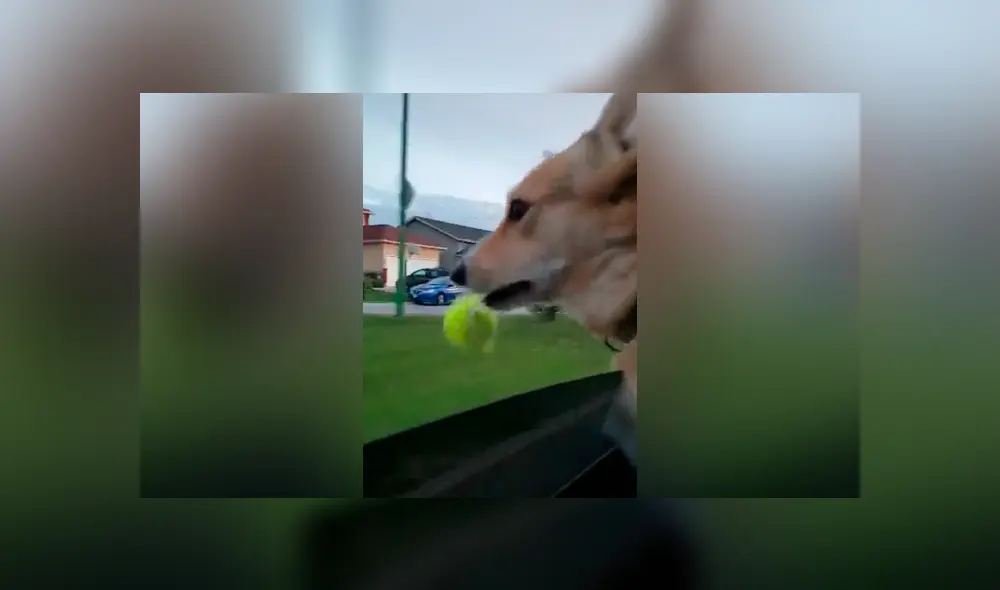 Desliza las imágenes hacia la izquierda para apreciar la emotiva reacción de un perro al perder su juguete favorito. Desliza las imágenes hacia la izquierda para apreciar la emotiva reacción de un perro al perder su juguete favorito.