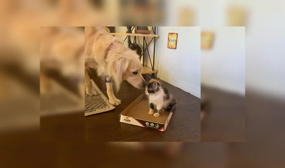 Desliza las imágenes para ver más detalles de esta tierna escena que es viral en Facebook.