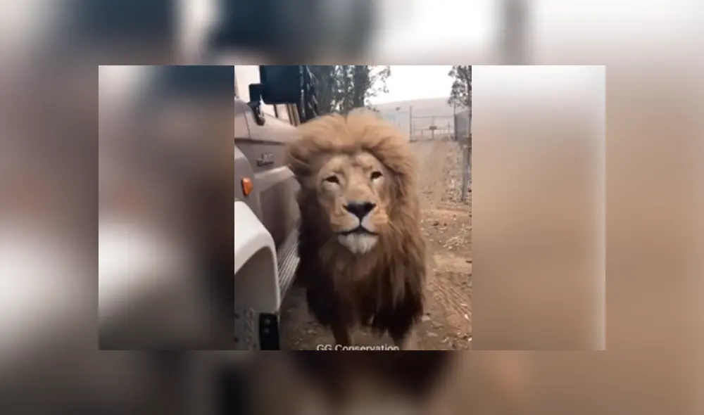 Desliza hacia la izquierda para ver la reacción que tuvo el león tras toparse con los turistas. Escena viral de YouTube. Desliza hacia la izquierda para ver la reacción que tuvo el león tras toparse con los turistas. Escena viral de YouTube.