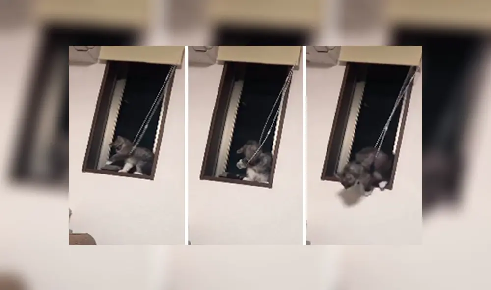 Desliza las imágenes hacia la izquierda para conocer el incidente que estuvo a punto de protagonizar un gato.