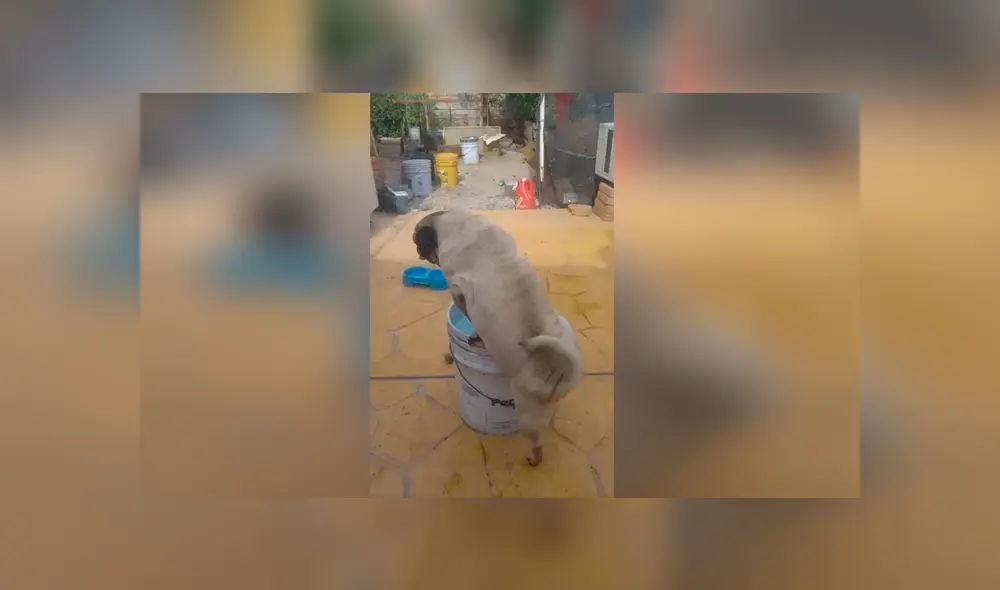 Desliza las imágenes para descubrir la travesura que cometió un perro durante la ausencia de su dueña. Desliza las imágenes para descubrir la travesura que cometió un perro durante la ausencia de su dueña.