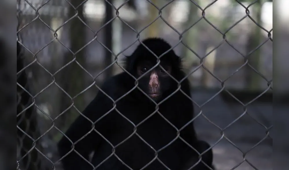 Conoce el Parque Natural de Pucallpa, un zoológico en medio de la selva [FOTOS]