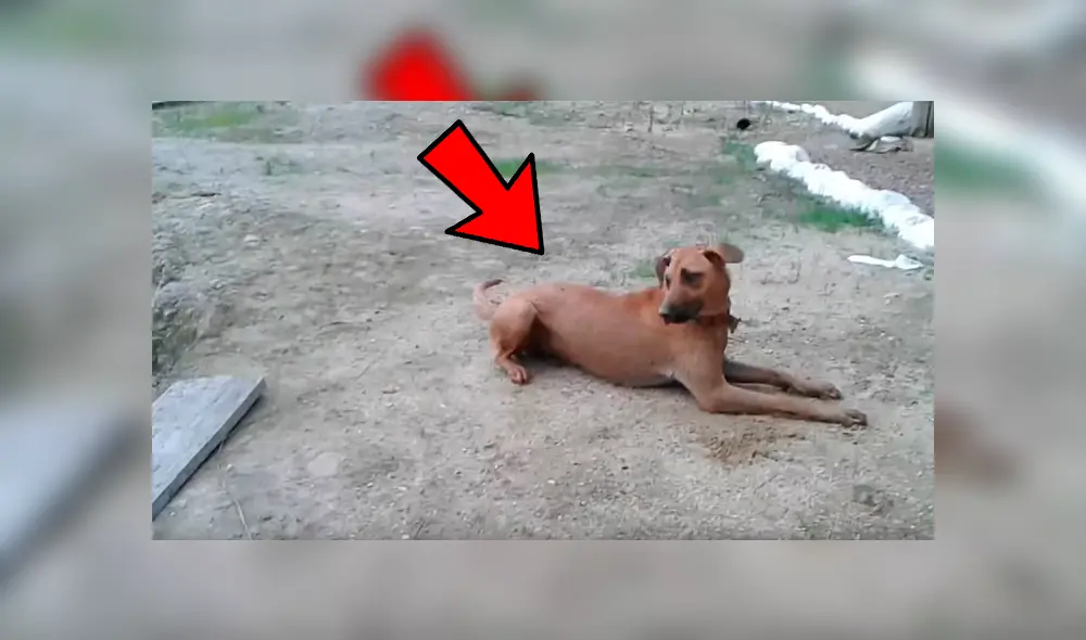 Vía Facebook. El can vigilaba atentamente a su dueño mientras se bañaba en un lago de gran profundidad hasta que percibió que algo malo pasaba Vía Facebook. El can vigilaba atentamente a su dueño mientras se bañaba en un lago de gran profundidad hasta que percibió que algo malo pasaba