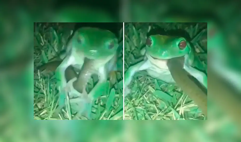 A través de Facebook, un joven compartió un video viral del brutal enfrentamiento de un sapo contra una serpiente.