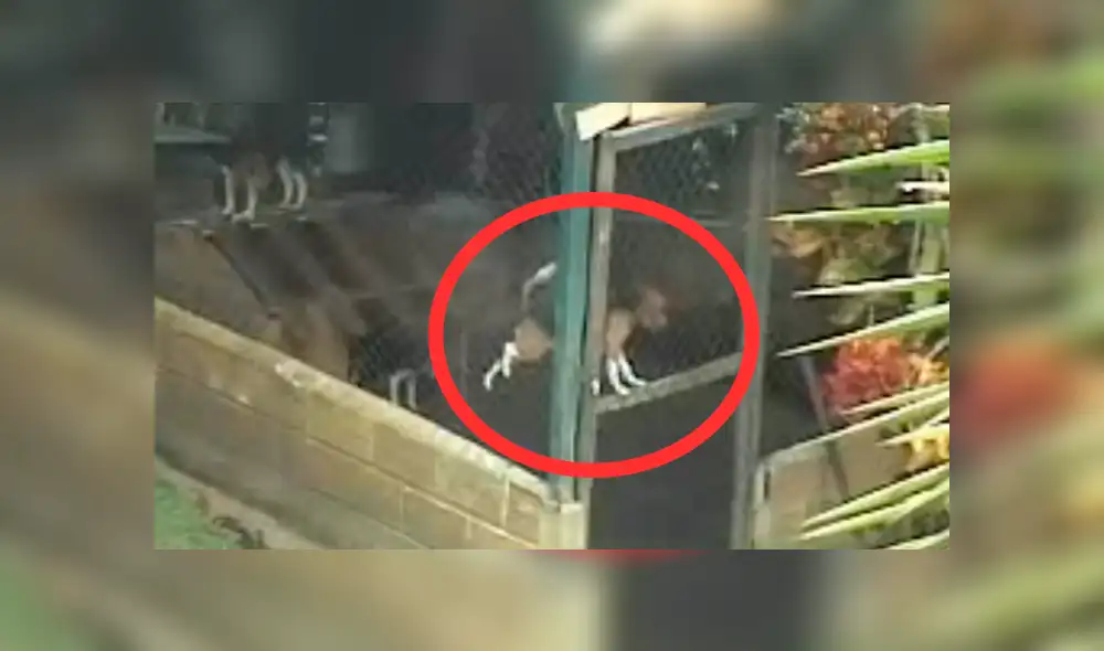 Facebook: perro escapa de su jaula al mismo estilo de una araña y su truco asombra a miles