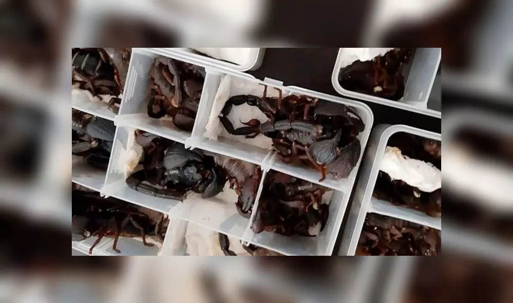 Descubren 200 escorpiones vivos en el equipaje de un hombre cuando intentaba salir de aeropuerto [FOTOS]