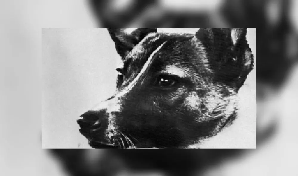 Laika partió al espacio exterior el 3 de noviembre de 1957, pero será recordada por toda la eternidad. Laika partió al espacio exterior el 3 de noviembre de 1957, pero será recordada por toda la eternidad.