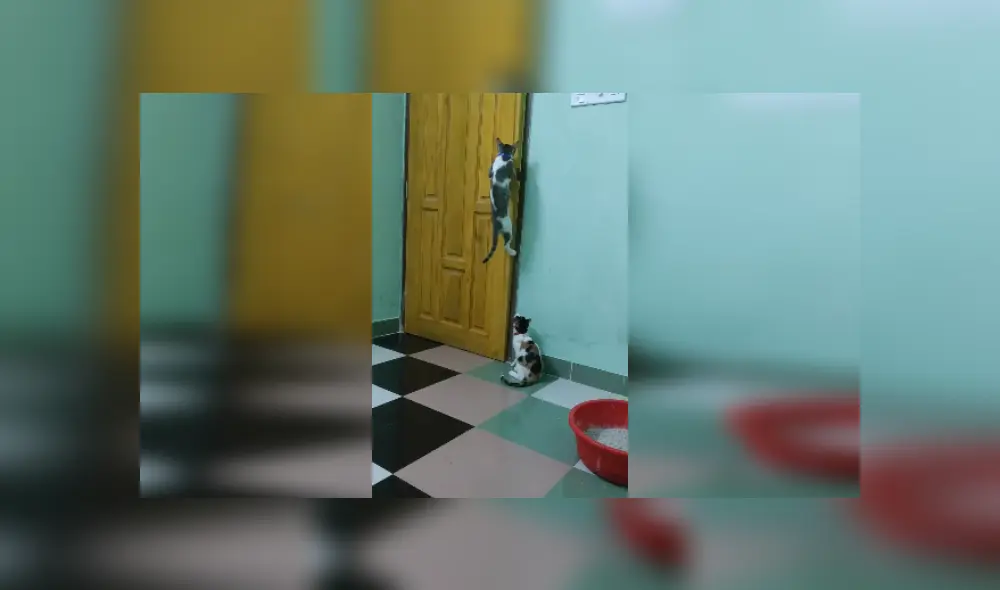 Desliza las imágenes para ver más detalles sobre esta escena que es viral en youTube. (Foto: captura)