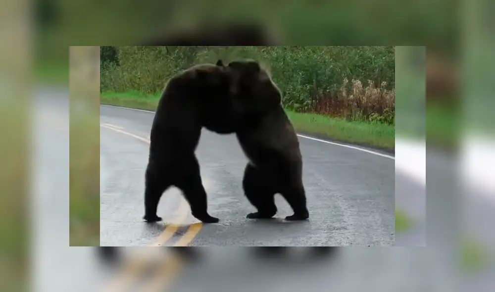 Mujer tuvo que parar su vehículo al toparse con la batalla de dos enormes osos cuando manejaba por una extensa carretera Mujer tuvo que parar su vehículo al toparse con la batalla de dos enormes osos cuando manejaba por una extensa carretera
