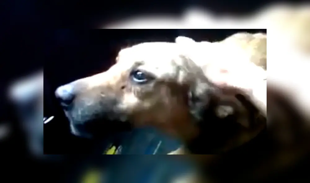 Un video viral de Facebook captó el preciso instante en que un ‘perrito’ intenta contarle a su dueña lo que sufrió cuando se encontraba perdido en las calles. Un video viral de Facebook captó el preciso instante en que un ‘perrito’ intenta contarle a su dueña lo que sufrió cuando se encontraba perdido en las calles.
