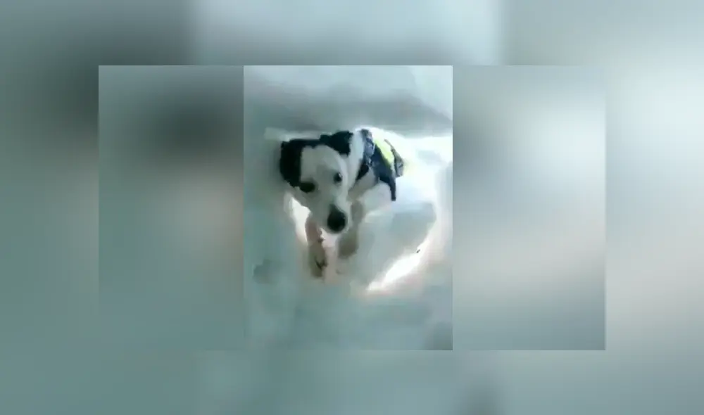 Video es viral en YouTube. El hombre sacó su celular para grabar su despedida, pero de pronto notó que alguien removía la nieve con sus ‘patitas’ y se acercaba a lamerle la cara para mantenerlo caliente. Foto: Captura.