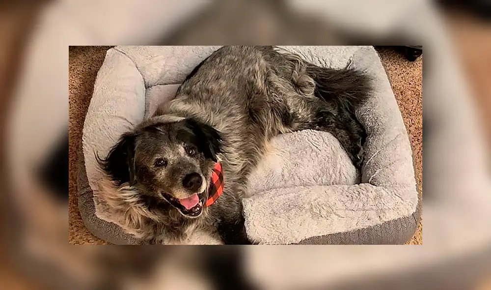 Desliza para ver el nuevo aspecto de este perro que conmovió a todos en Facebook. Foto: Captura. Desliza para ver el nuevo aspecto de este perro que conmovió a todos en Facebook. Foto: Captura.