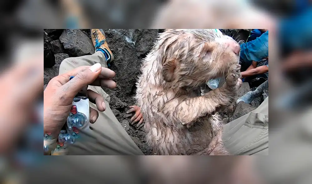 Desliza hacia la izquierda para ver el dramático momento en que los jóvenes rescatan a los perros. Video viral de YouTube.