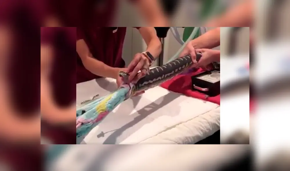 Desliza las imágenes para observar la valiente acción de un grupo de veterinarios para sacar una toalla del estómago de una pitón.