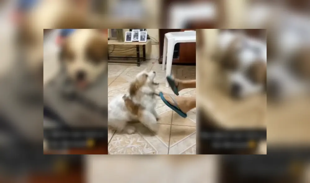 Desliza para ver el desenlace de este video viral de YouTube. Foto: Captura. Desliza para ver el desenlace de este video viral de YouTube. Foto: Captura.