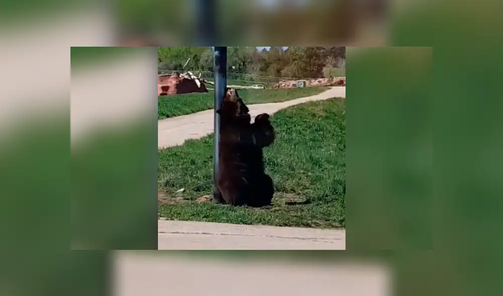 Desliza la imagen compartida para verlas todas. Foto: ctate1117/TikTok Desliza la imagen compartida para verlas todas. Foto: ctate1117/TikTok