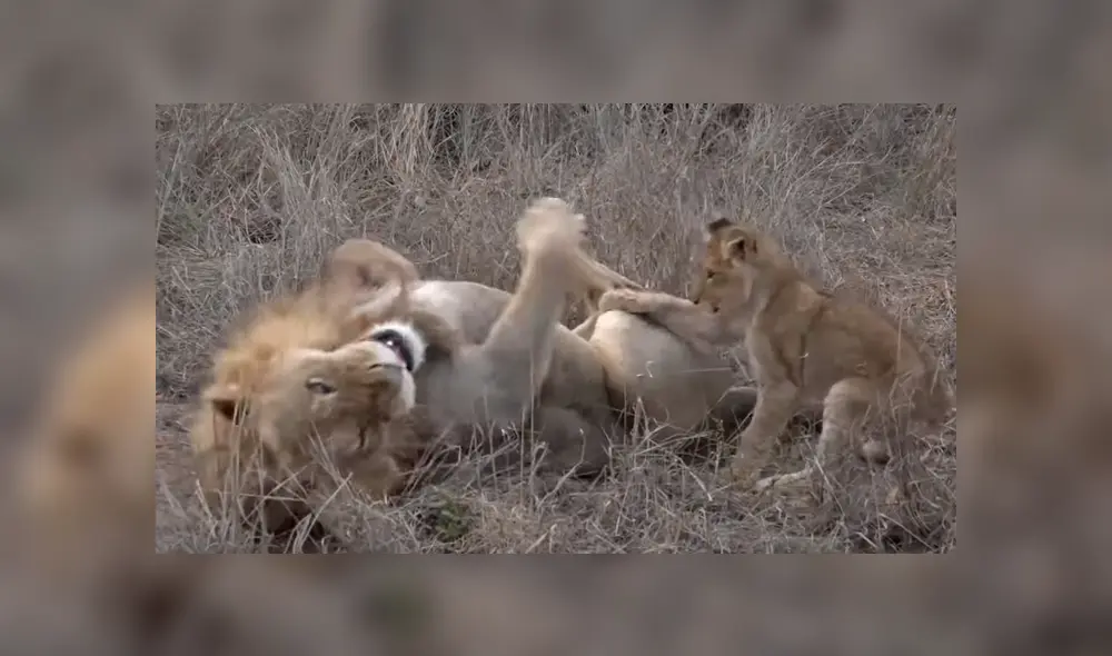 El video que compartió una turista en Facebook muestra una curiosa escena de una manada de leones. El video que compartió una turista en Facebook muestra una curiosa escena de una manada de leones.