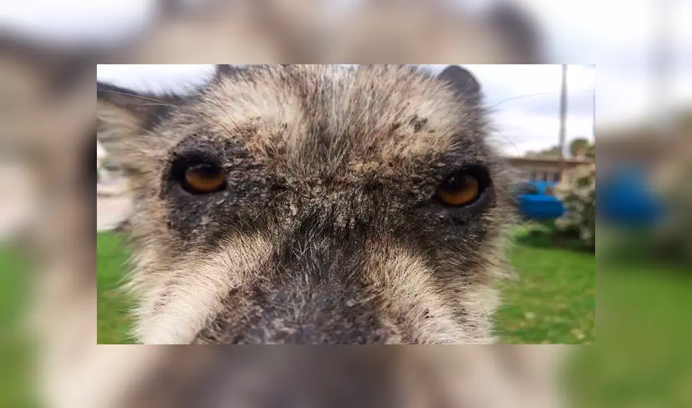 Desliza para ver las fotos de este perro que enamoró a todos en Facebook. Foto: Captura. Desliza para ver las fotos de este perro que enamoró a todos en Facebook. Foto: Captura.
