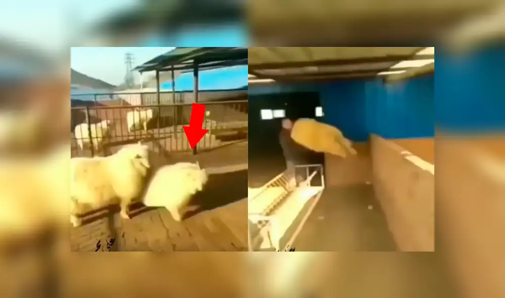 Facebook: oveja ve a hombre desconocido en su territorio y lo ataca con patada 'karateca'