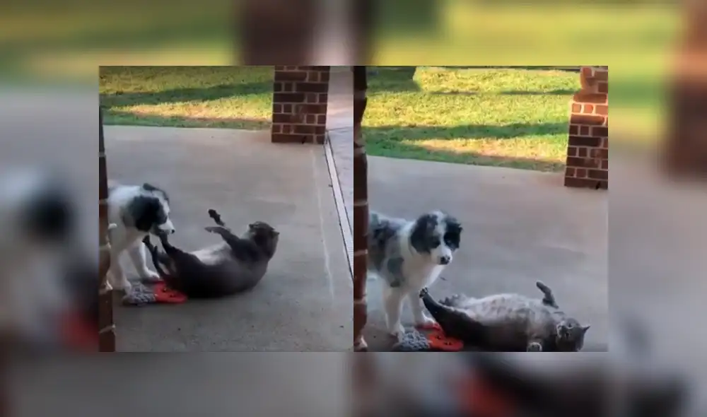 Desliza a la izquierda para ver la reacción que hizo reír a los usuarios de Facebook. Foto: Captura.
