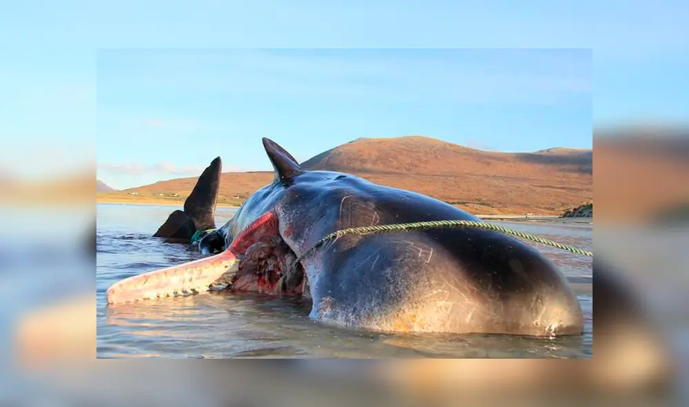 Ballena de Reino Unido