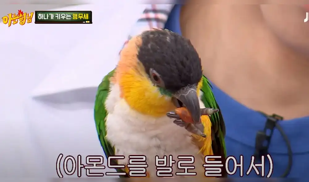 Sorry Sorry: Loro de Park Ha Na Sorry Sorry: Loro de Park Ha Na